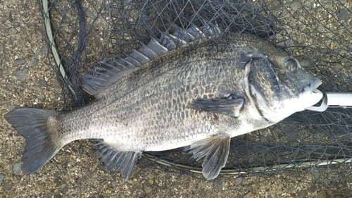 チヌの釣果