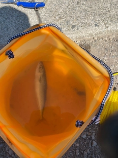 サバの釣果