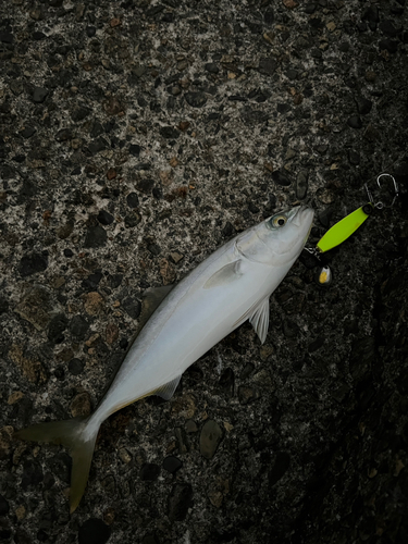 ツバイソの釣果