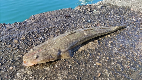 マゴチの釣果