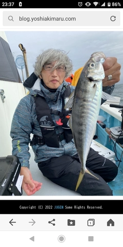 アジの釣果