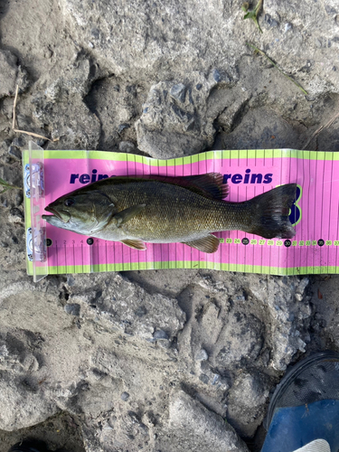 スモールマウスバスの釣果