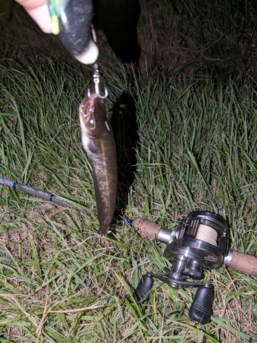 ナマズの釣果