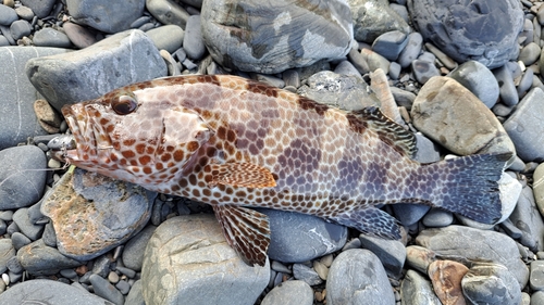 オオモンハタの釣果