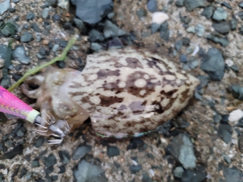 モンゴウイカの釣果