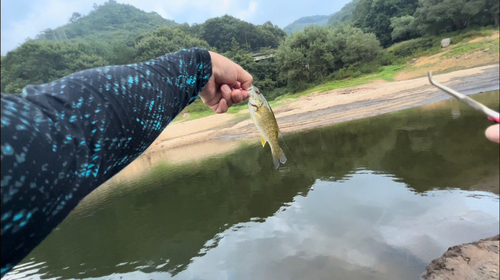 スモールマウスバスの釣果