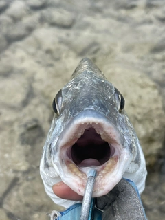 ミナミクロダイの釣果