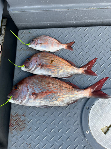 マダイの釣果