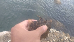 カワハギの釣果