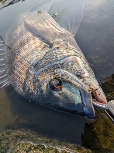 チヌの釣果