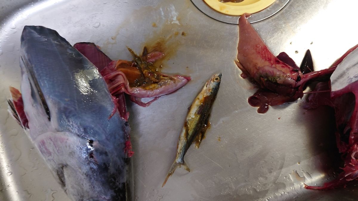 GenkainadaAnglerさんの釣果 3枚目の画像