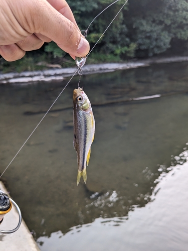 カワムツの釣果