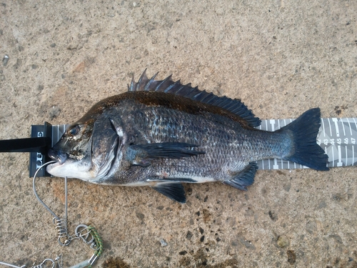 チヌの釣果