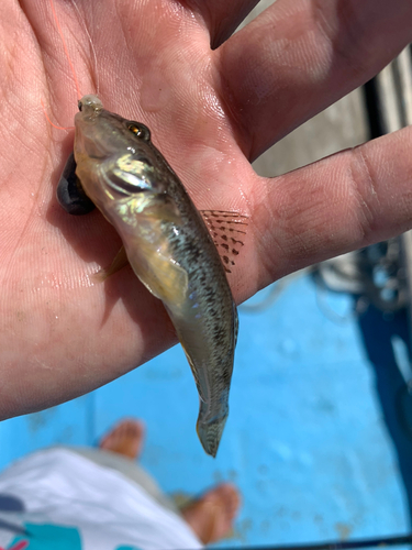 マハゼの釣果