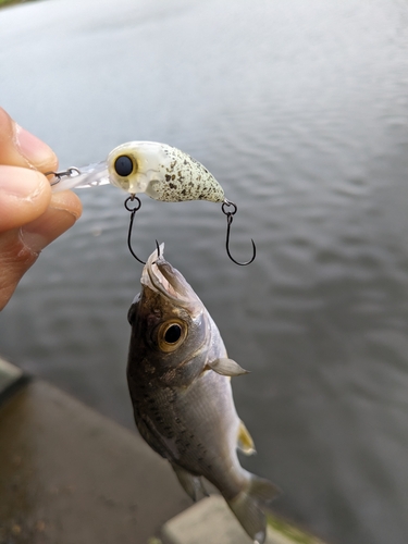 ハゼの釣果