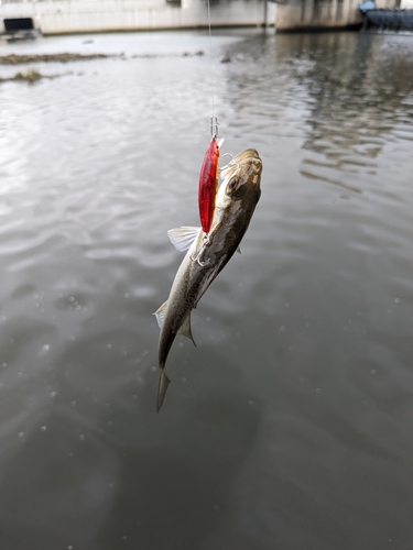 釣果