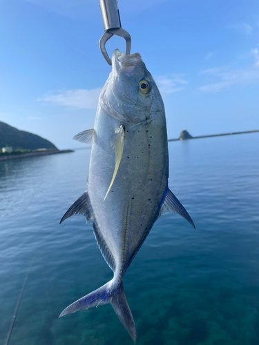 カスミアジの釣果