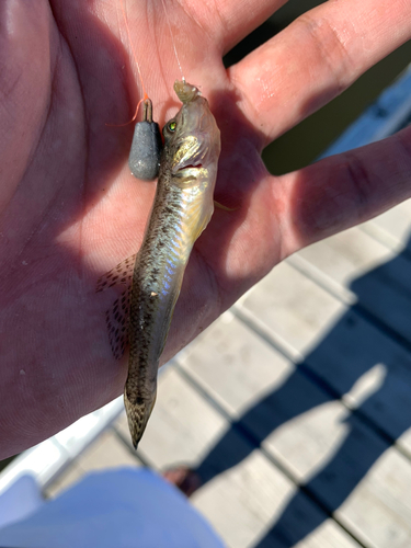 マハゼの釣果