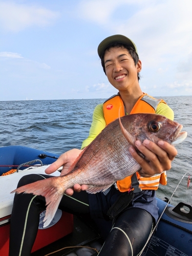 マダイの釣果