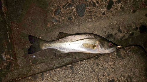 スズキの釣果