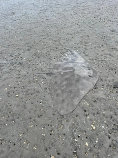 ツバクロエイの釣果