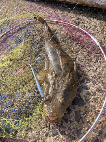 マゴチの釣果