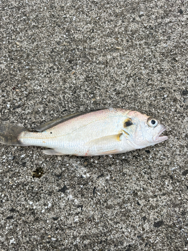 イシモチの釣果