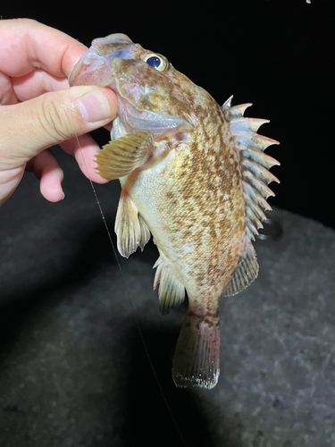 クロソイの釣果