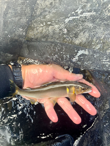 アユの釣果