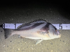 コショウダイの釣果