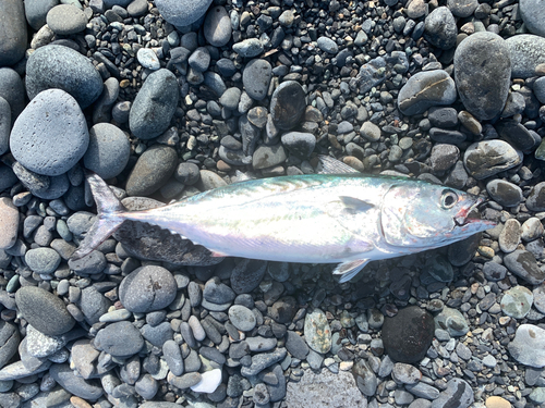 スマガツオの釣果