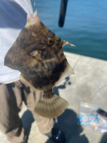 カワハギの釣果