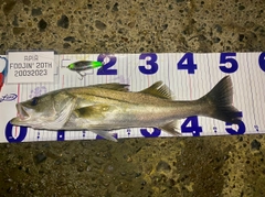 シーバスの釣果