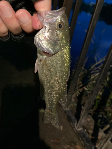 ラージマウスバスの釣果