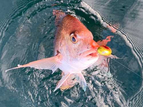 マダイの釣果