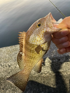 オオモンハタの釣果