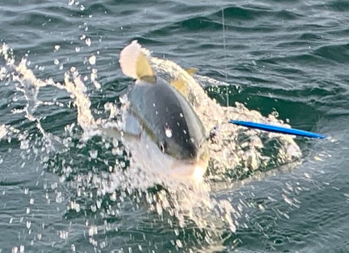 ハマチの釣果