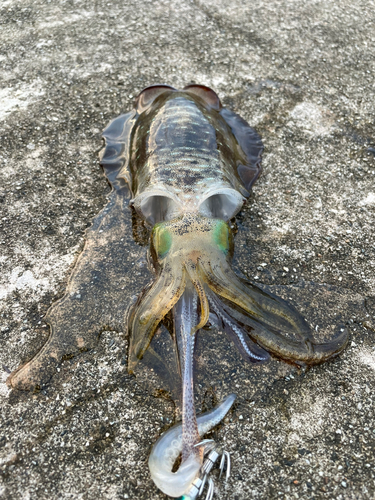 アオリイカの釣果