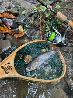 イワナの釣果