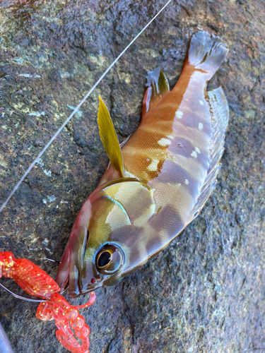 アカハタの釣果