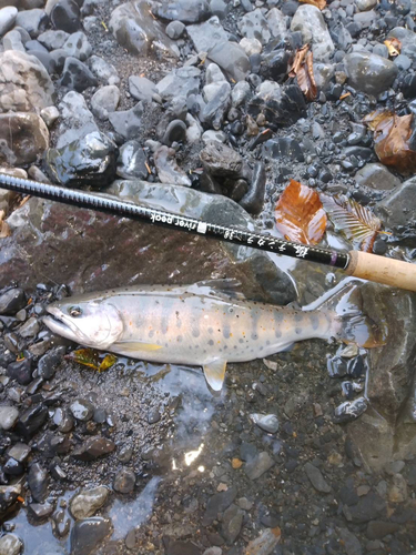 アマゴの釣果