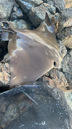 ナルトビエイの釣果