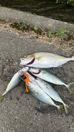 カンパチの釣果