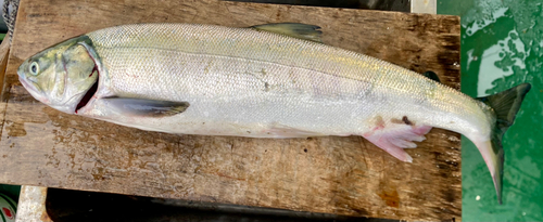 アキアジの釣果