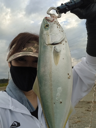 イナダの釣果