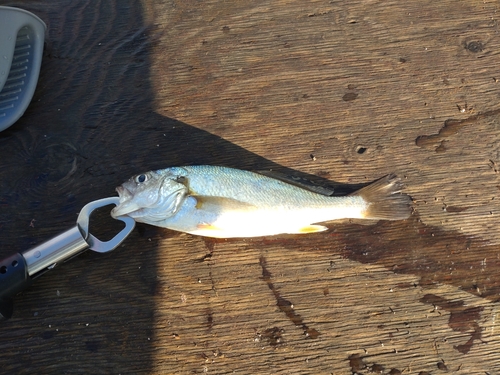 イシモチの釣果