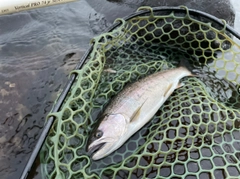 ヤマメの釣果