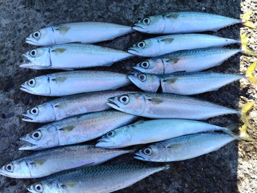 サバの釣果