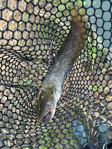 ナマズの釣果