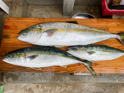 ヒラマサの釣果